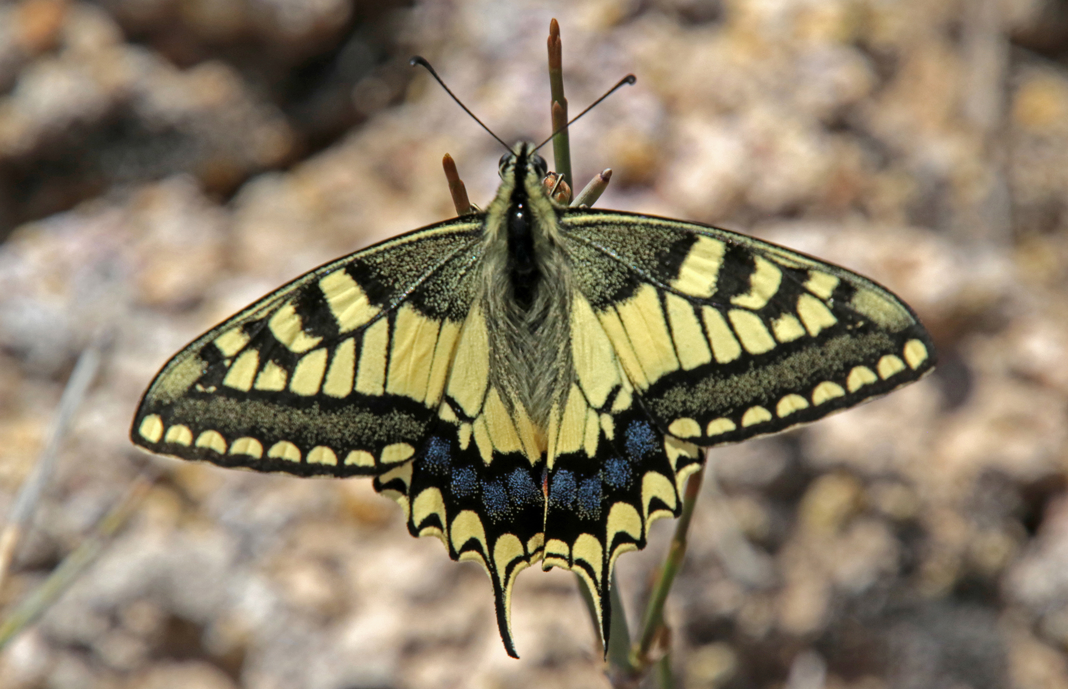 Biodiversity illustration 9